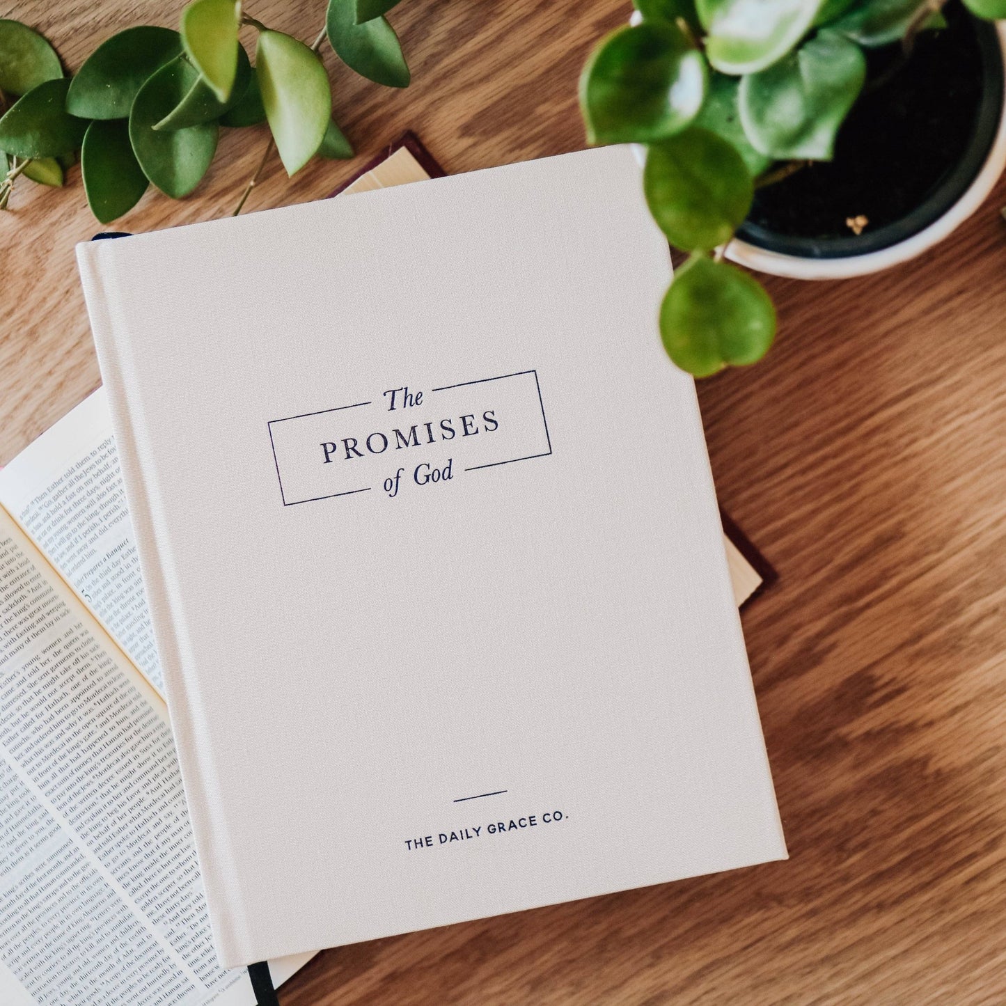 The Promises of God | Coffee Table Book - She Chester