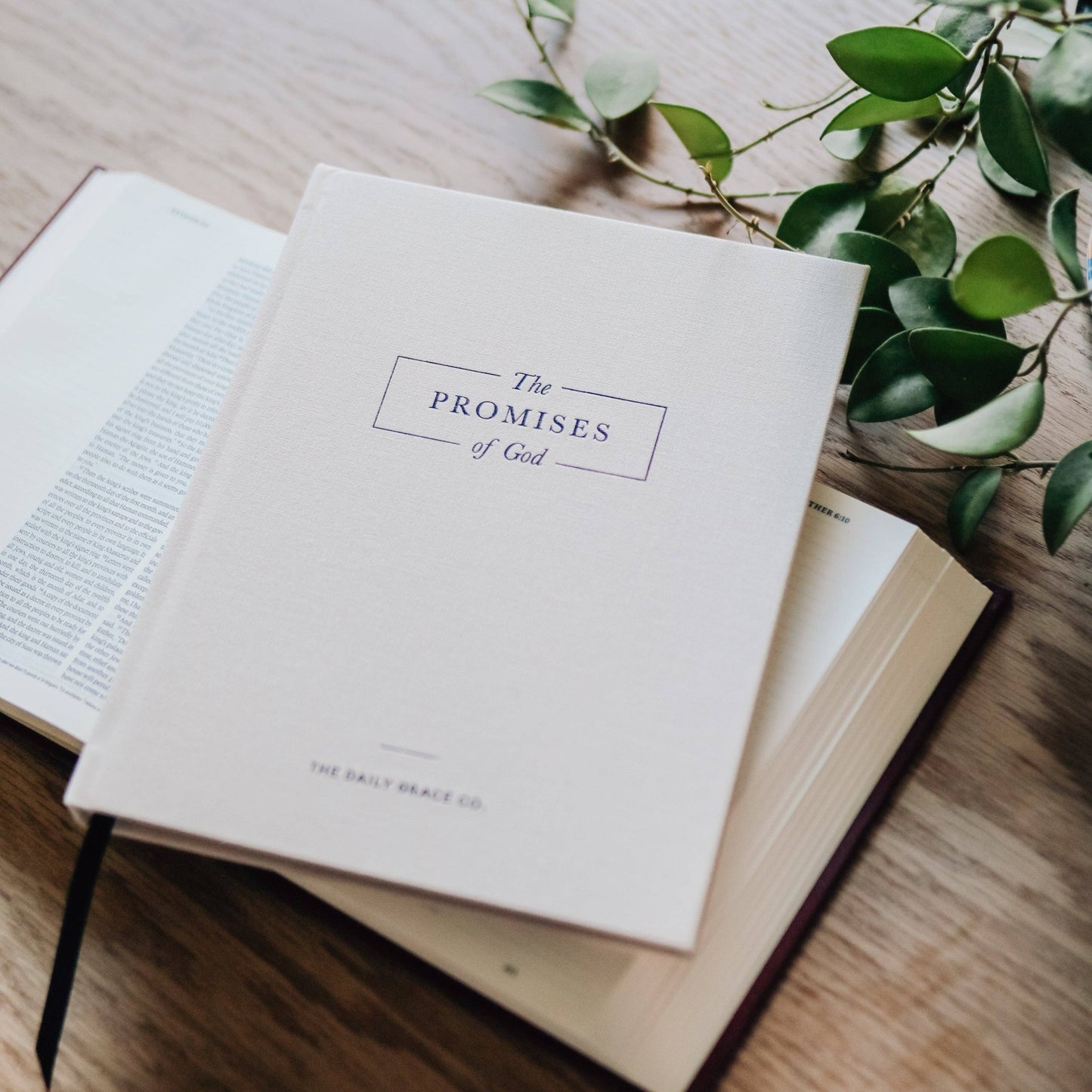 The Promises of God | Coffee Table Book - She Chester
