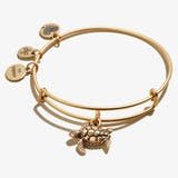 Turtle Animal Guide RG - She Chester